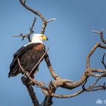 Schreiseeadler Schreiseeadler