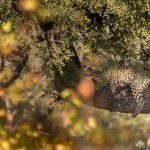 Leopard im Baum Leopard im Baum