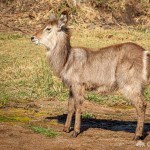 Wasserbock Wasserbock