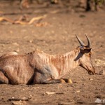 Kuhantilope Kuhantilope