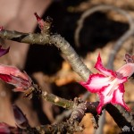 Impalalilie Impalalilie