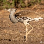 Riesentrappe Riesentrappe