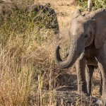 Der Elefant pudert sich mit Staub ein Elefant