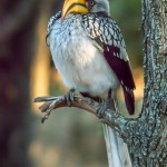 Gelbschnabeltoko Gelbschnabeltoko