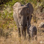 Elefantenmutter mit Baby Elefantenmutter mit Baby