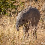 Elefantenbaby Elefantenbaby