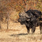 Kaffernbüffel Kaffernbüffel