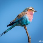 Gabelracke Gabelracke