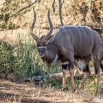 Nyala Nyala