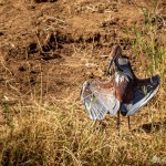 Der Goliathreiher trocknet sein Gefieder Goliathreiher