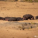 Zum Schlafen kommen Nilpferde gerne an Land Nilpferde