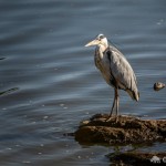 Graureiher Graureiher