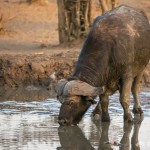 Kaffernbüffel Kaffernbüffel