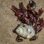 Schneckengehäuse Schneckengehäuse