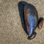 Schwarzmuscheln Schwarzmuscheln