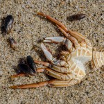 Toter Krebs Toter Krebs