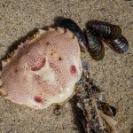 Krebspanzer Krebspanzer