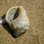 Schneckengehäuse Schneckengehäuse