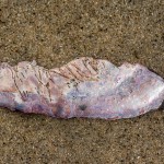 Muschelfragment mit Perlmutt Muschelfragment mit Perlmutt