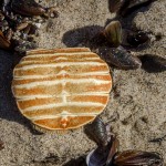 Bauchpanzer eines Krebses Bauchpanzer eines Krebses