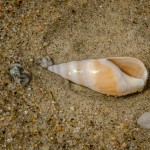 Schneckengehäuse Schneckengehäuse