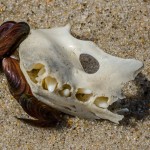 Kiefer einer Robbe Kiefer einer Robbe