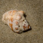 Schneckengehäuse Schneckengehäuse