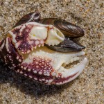 Krebsschere Krebsschere