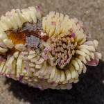 Bewachsene Schwarzmuschel Bewachsene Schwarzmuschel