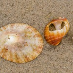 Muschel und Schneckengehäuse Muschel und Schneckengehäuse