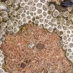 Entenmuscheln Entenmuscheln