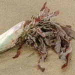 Schwarzmuschel mit Tang Schwarzmuschel mit Tang