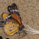 Toter Schmetterling Toter Schmetterling