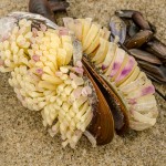 Bewachsene Schwarzmuschel Bewachsene Schwarzmuschel