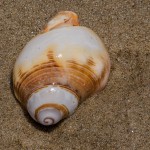 Schneckengehäuse Schneckengehäuse