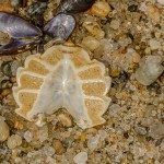 Bauchpanzer eines Krebs Bauchpanzer eines Krebs