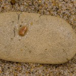 Kieselsteine Kieselsteine