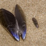 Schwarzmuscheln Schwarzmuscheln