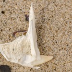 Zahn einer Robbe Zahn einer Robbe