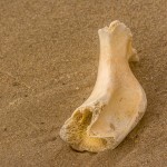 Knochen am Strand Knochen am Strand