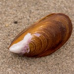 Schwarzmuschel Schwarzmuschel
