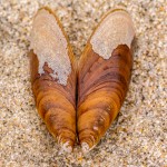 Schwarzmuschel Schwarzmuschel