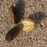 Bauchpanzer eines Krebs Bauchpanzer eines Krebs