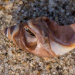 Schneckengehäuse Schneckengehäuse