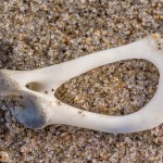 Robbenknochen Robbenknochen