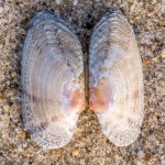 Weißmuschel Weißmuschel