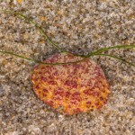 Krebspanzer Krebspanzer