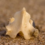 Knochen einer Robbe Knochen einer Robbe