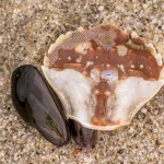 Rückenpanzer eines Krebses Rückenpanzer eines Krebses