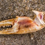 Krebsschere Krebsschere